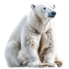 Fototapeta premium High resolution polar bear isolated on transparent background.