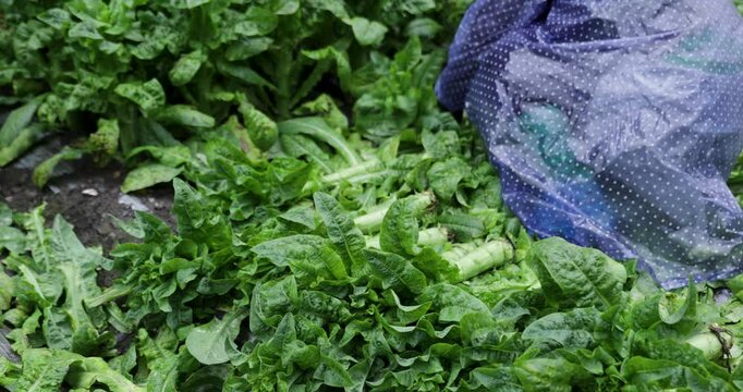 Chinese farmer harvesting green stem lettuce crops in the field, Sichuan province, China