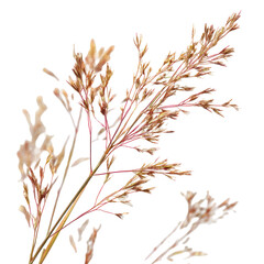  Panicum Virgatum - Tall switchgrass (Panicum virgatum) plant isolated on transparent background