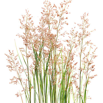  Panicum Virgatum - Tall switchgrass (Panicum virgatum) plant isolated on transparent background