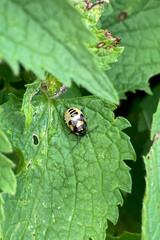 Nymph Rambur's Pied Shieldbugs, Tritomegas sexmaculatus, on a plant.