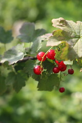 Obraz premium Red ripe juicy currant on the green branch at sunny day close up.