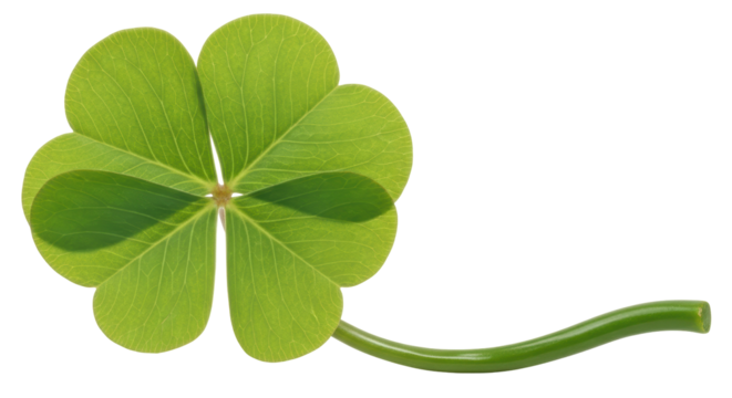Isolated Four Leaf Clover