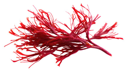 Saffron Threads - A delicate arrangement of saffron threads on transparent background

