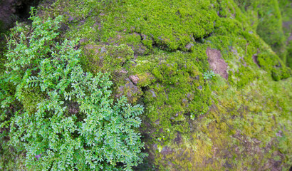 green moss on the rock in the rain forest, closeup of photo