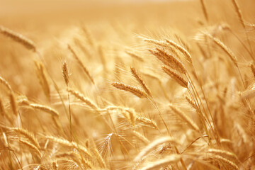 Close up of ripe wheat ears. Beautiful backdrop of ripening ears of golden field. Nature background and  blurred bokeh. Agriculture scene of sun setting over the yellow meadow