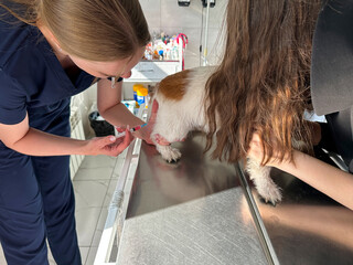 A veterinarian gives a rabies vaccination to a dog. The owner holds the dog in a veterinarian's...