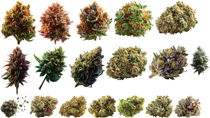 Cannabis