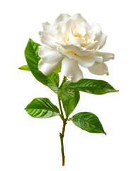 Obraz premium Gardenia, isolated on a white background, 