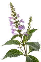 karvy plant flowers isolated on white background