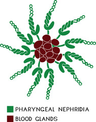Scheme of tuft of pharyngeal nephridia with blood glands of Pheretima earthworm for biology lesson. Diagram of excretory system of earthworm