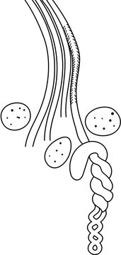 black and white sperm cell anatomy clip art preview