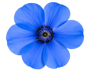 Obraz premium Bright Blue Flower in Full Bloom with Detailed Petals, Isolated PNG