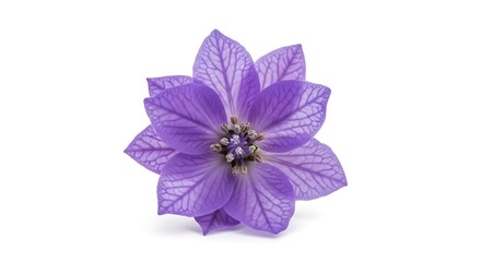 Obraz premium purple flower isolated on white background