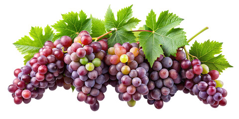 Fototapeta premium Bunches of red and green grapes with green leaves on a black background isolated on a transparent background