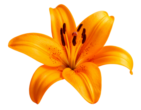 Vibrant Orange Lily in Full Bloom, Isolated on Transparent Background PNG - Powered by Adobe