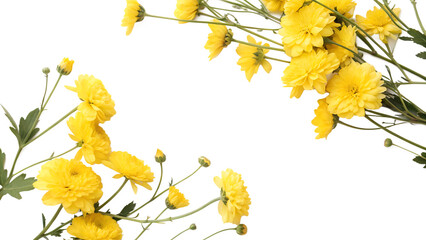 A vibrant border of yellow chrysanthemum flowers arranged on a white background isolated on transparent background
