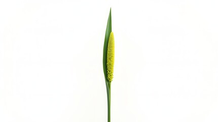 Photorealistic image of Acorus calamus (sweet flag) isolated on white. Long green leaf with diagonal spadix. Detailed botanical macro with natural lighting and fine surface texture.