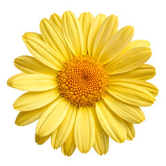 A single vibrant yellow daisy flower in full bloom isolated on white background