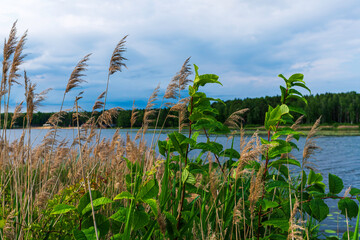 Close-up view of wild reeds and lush green plants growing on the lakeshore, with calm water and a...