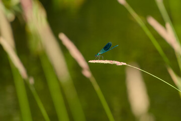 male banded demoiselle perching on a plant stem