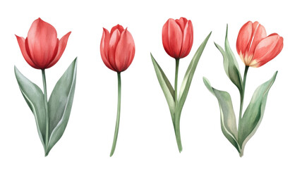 Fototapeta premium Title: Red Tulips Watercolor Illustration Isolated on White Background