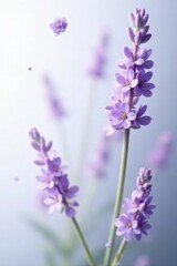 Obraz premium Floating lavender flowers, ethereal white backdrop , bloom, herbal, elegant