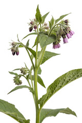 Obraz premium fresh herbs symphytum officinale on white background