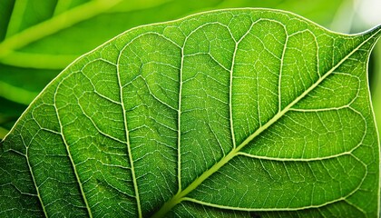 texture fresh leaf closeup macro shot of eco greenery