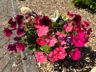 Flower pot filled with colorful blooming petunias in shades of pink, red and white, placed on a decorative bed of pebbles in a home garden or front yard.