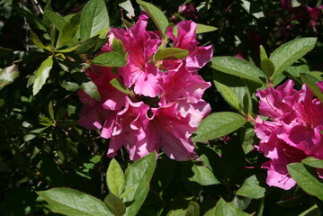 pink flowers