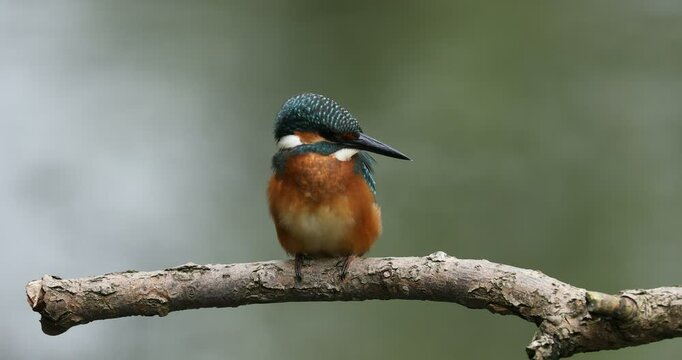 Detail of kingfisher. Common kingfisher, Alcedo atthis, perched on branch near nesting burrow and cleans feathers. Wildlife breeding season. Colorful bird in summer nature. Hunting river kingfisher.
