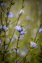 Common chicory in bloom in a field in rural Sussex, on a summer's day