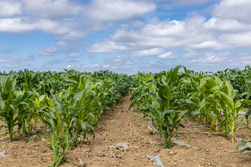 Corn crops growing in the Sussex countryside, on a sunny summer's day