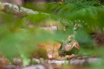 Roe deer doe lying among ferns and birch trunks in an undergrowth. Capreolus capreolus, Betula pendula, Pteridium aquilinum, Sarthe 72, Pays de la Loire, France, European Union, Europe