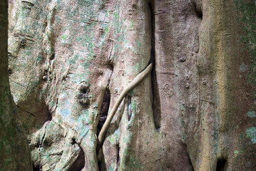 Roots of tree in the forest, Thailand. Close up.