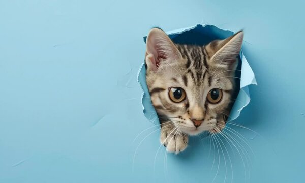 cute tabby cat through hole in blue plain colour paper card wall 