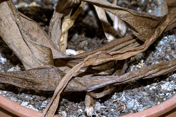 Completely dried and dead plant in a brown pot