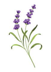 Obraz premium Lavender. Vector illustration of lavender, Provence flowers on a white background. Element from lavender flowers