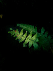 green fern leaf