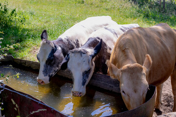 Group of Dutch cows drinking water in container under trees, Flock of of calves sipping water from...