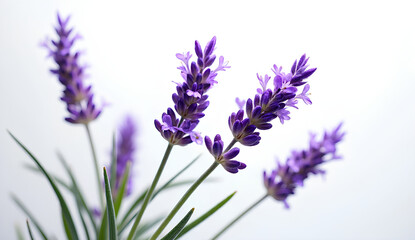 Obraz premium lavender flowers isolated on white background