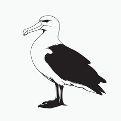 albatross bird on white background