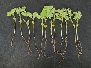 Soybean sprouts collected for analysis, green leaves and roots