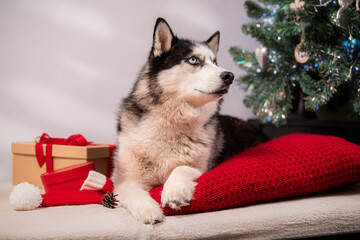 Siberian Husky dog with blue eyes lays on a red cushion near Christmas tree and gift box in festive indoor setting
