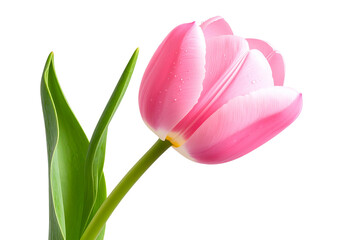 Naklejka premium Single Pink Tulip with Curved Stem and Dew Drops, isolated on a transparent background