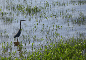 A great heron on the river, Montmagny, Québec, Canada
