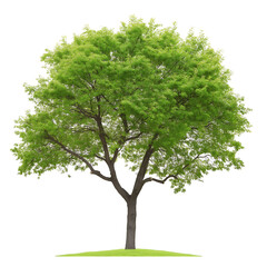 Obraz premium Green tree isolated on white