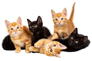 Group of five ginger and black kittens playing together isolated on a transparent background
