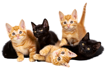 Group of five ginger and black kittens playing together isolated on a transparent background